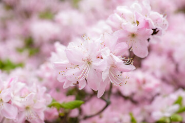 Schlippenbach's rhododendron ( Rhododendron schlippenbachii ) in bloom in spring time. 