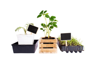 Cultivated Plants for vegetable garden. Preparation of seedlings. Strawberries, artichokes, onions. Agriculture spring. Isolated on transparent background.