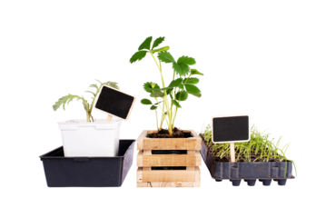 Cultivated Plants for vegetable garden. Preparation of seedlings. Strawberries, artichokes, onions. Agriculture spring. Isolated on transparent background.