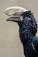 Silvery-cheeked hornbill
