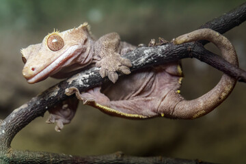 Crested gecko
