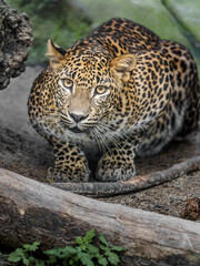 Sri lankan leopard