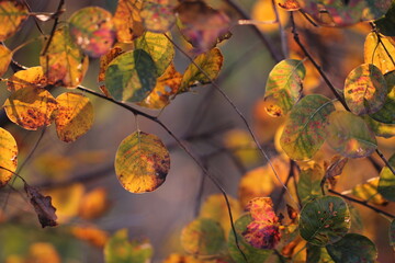 foglie di scotano nel bosco in autunno