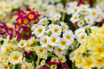 Multicolor Primrose (primula vulgaris) first flower blossoming. Hence name primrose or primula....