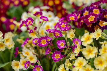 Multicolor Primrose (primula vulgaris) first flower blossoming. Hence name primrose or primula. Colorful perennial primroses flowers in spring garden