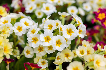 Multicolor Primrose (primula vulgaris) first flower blossoming. Hence name primrose or primula....