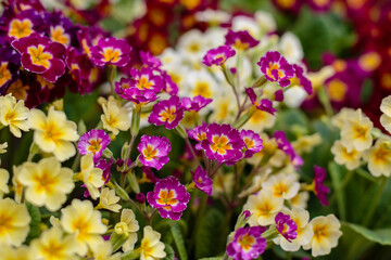 Multicolor Primrose (primula vulgaris) first flower blossoming. Hence name primrose or primula....