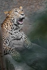 Sri lankan leopard