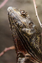 The frill-necked lizard