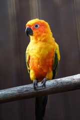 Sun parakeet