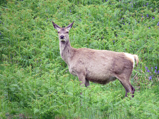 deer in the woods