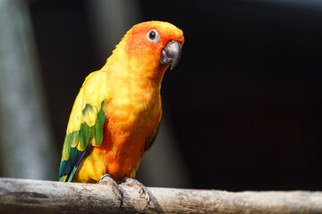 Sun parakeet