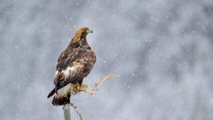 Golden eagle (Aquila chrysaetos) in snow in Hallingdal, Norway