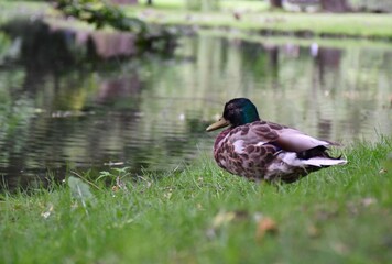 Park kaczka 2022-06-17 © Micha