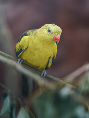 Regent parrot