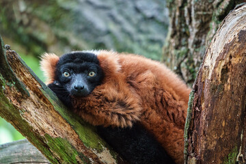 Red ruffed lemur
