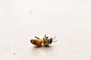 Abeja moribunda