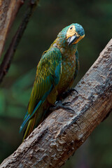 Red-bellied macaw