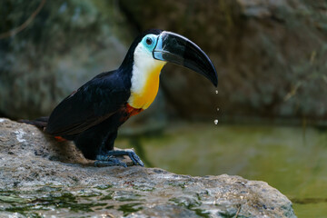 Channel-billed toucan