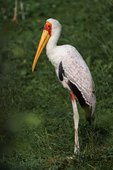 Yellow-Billed Stork