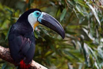 Channel-billed toucan