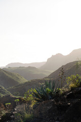 landscape gran canaria in morning light. Misty mountain hills with green vegetation, rocks, large cactus and agave plants on the foreground. Alone in scenic nature. 