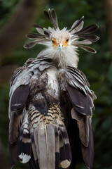 Secretarybird