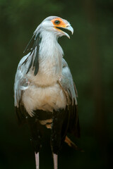 Secretarybird