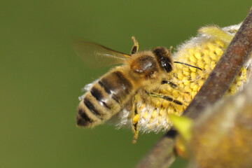 Abeille domestique --- Abeille mellifère (Apis mellifera)
