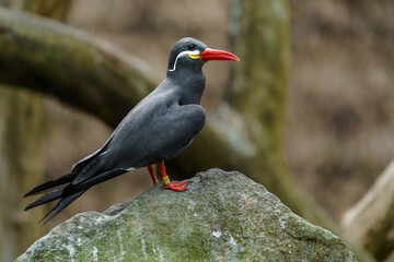 Inca tern