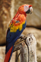 Scarlet macaw