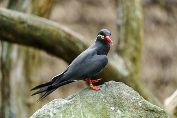 Inca tern