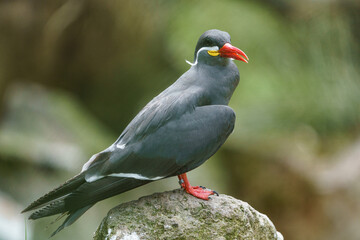 Inca tern
