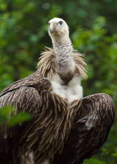 Griffon vulture