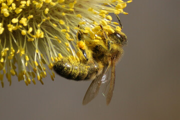Abeille domestique --- Abeille mellifère (Apis mellifera)
