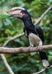 Trumpeter Hornbill