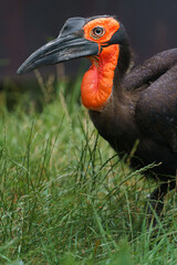 Ground Hornbill