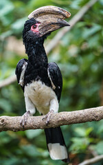 Trumpeter Hornbill