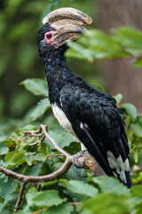 Trumpeter Hornbill