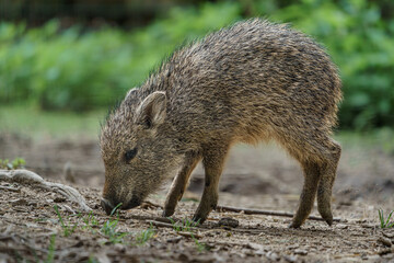 Naklejka premium Chacoan peccary