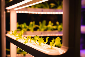 Organic hydroponic vegetable grow with LED Light Indoor farm, Agriculture Technology.
