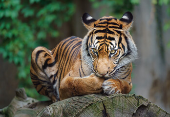 Sumatran tiger