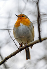 Robin perching on a branch. The robin is a small songbird famous for its red breast. European robin (Erithacus rubecula) in Beckenham, Kent, UK.