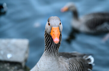 Greylag goose looking directly at the camera. Another bird swimming on a lake is behind. Greylag...