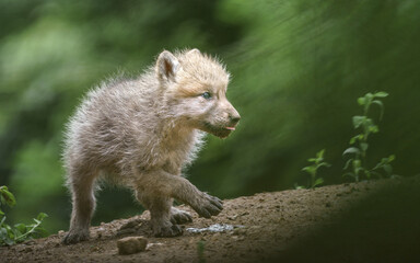 Arctic wolf