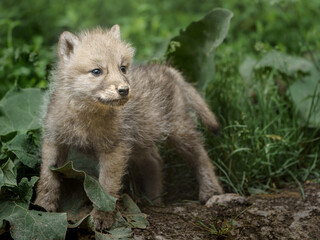 Arctic wolf