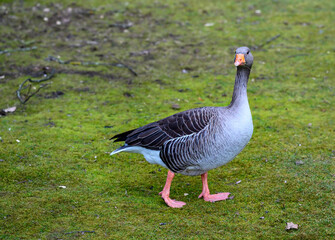 Naklejka na ściany i meble Greylag goose walking across the grass. The bird is looking at the camera. Greylag Goose (Anser anser) in Beckenham, Kent, UK.