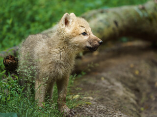 Arctic wolf