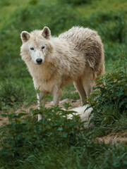 Hudson Bay wolf