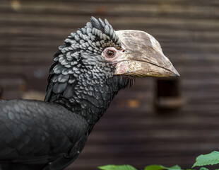 Silvery-cheeked hornbill
